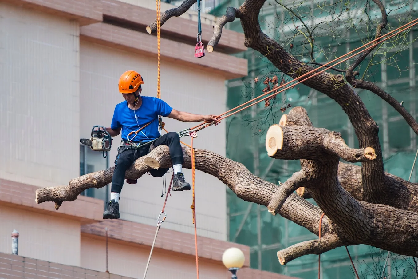 Abattage d'un arbre en milieu urbain par un élagueur cordiste